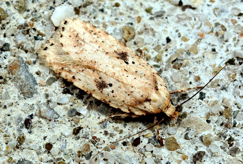 3 Elachistidae - Agonopterix arenella